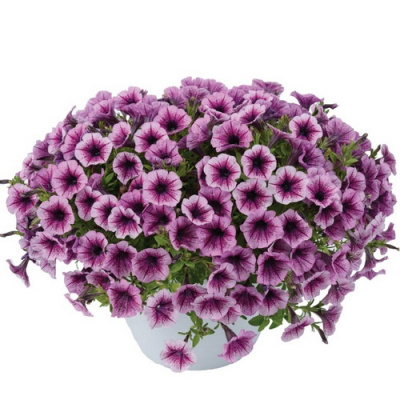 Petunia Littletunia Pink Splash