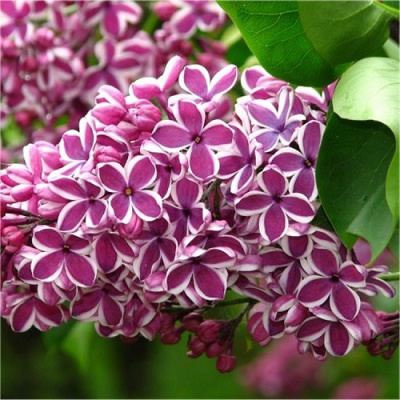 Syringa Sensation