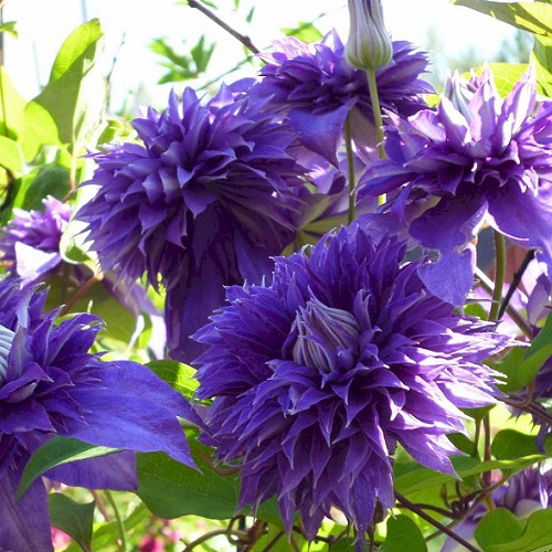 Clematis Multi Blue_2