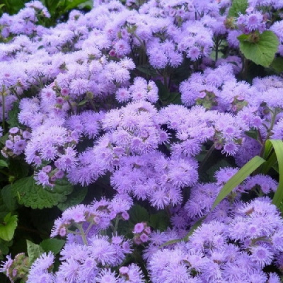 Ageratum Kona Blue_1