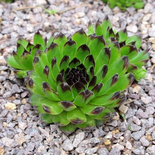 Sempervivum Reinhard