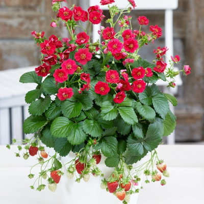 Fragaria Summer Breeze Cherry