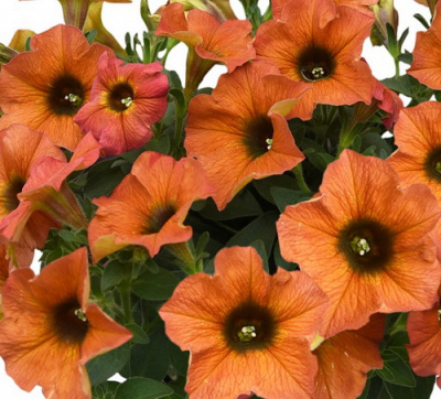 Petchoa BeautiCal Cinnamon