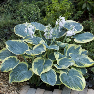 Hosta Sugar Daddy