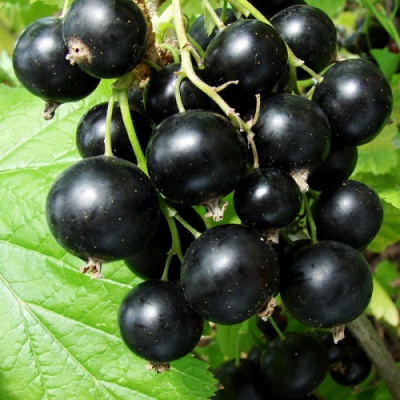 Селеченская