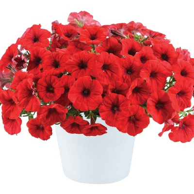 Petunia Cascadias Chili Red