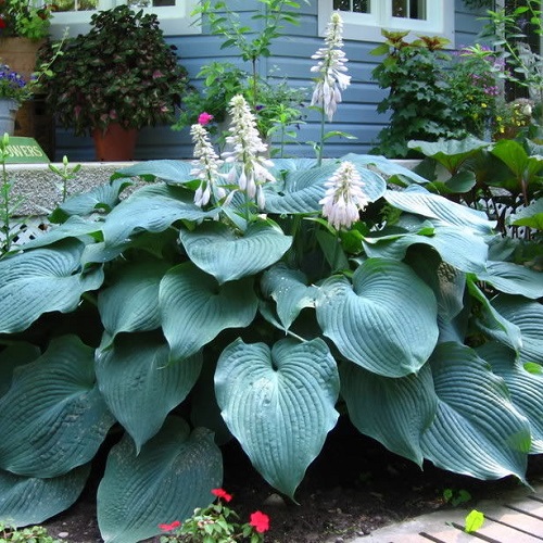 Hosta Big Daddy_4