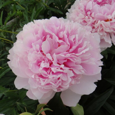 Paeonia Sarah Bernhardt