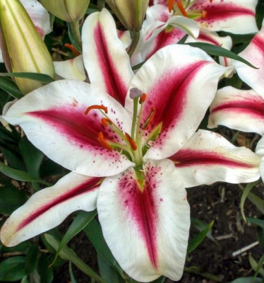Lilium Hachi (1)