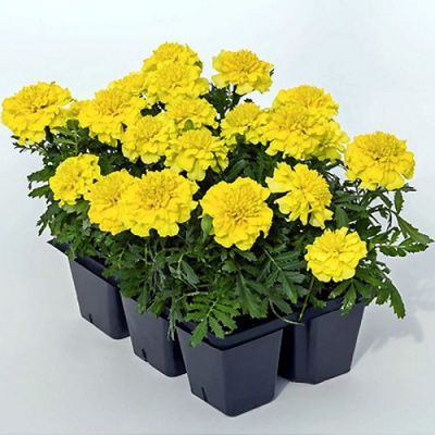 Tagetes patula Bonanza Yellow