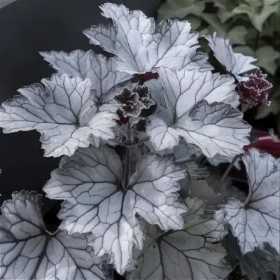 Heuchera Rex Silver_2