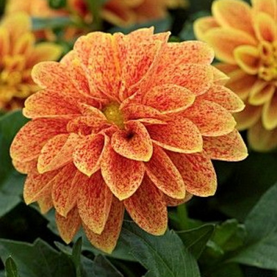 Dahlietta Surprise Lily