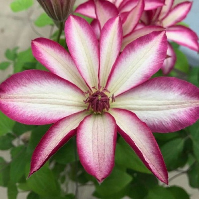 Clematis Picotee