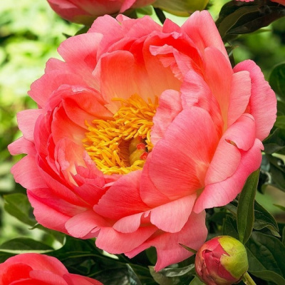 Paeonia lactiflora Coral Charm