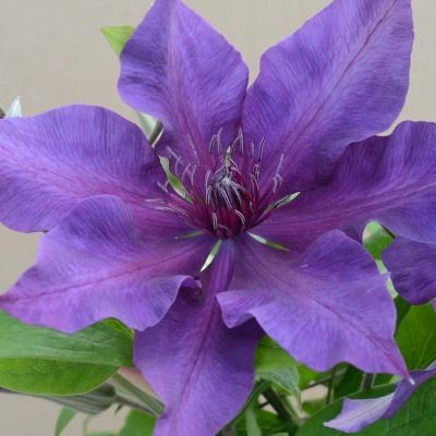 Clematis Guiding Star_1