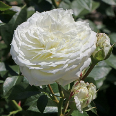 Rosa Alabaster