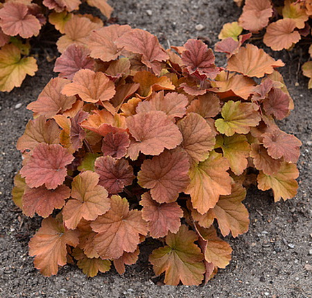 Heuchera Northern Exposure Amber_4