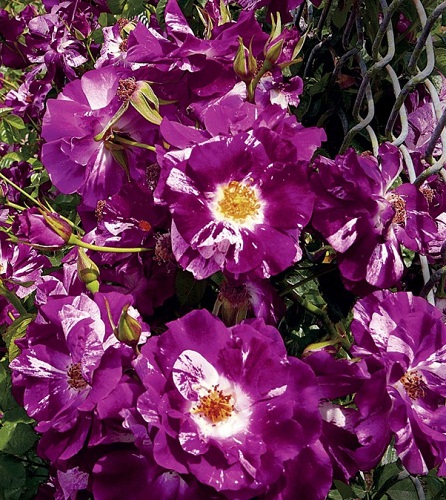 роза Purple Splash