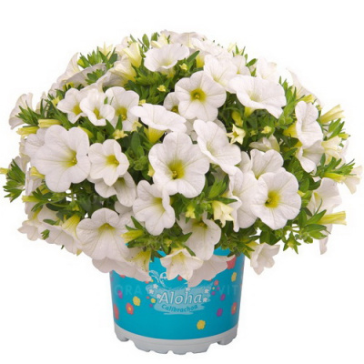 Calibrachoa Aloha Kona White