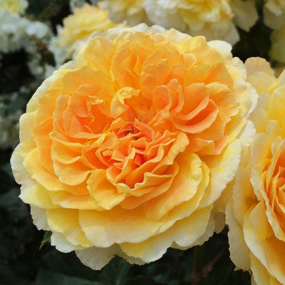 Rosa Molineux