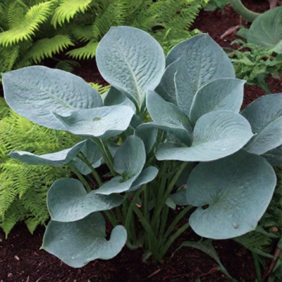 Hosta Blue Vision