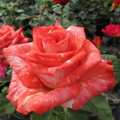 Rosa High Twinkle