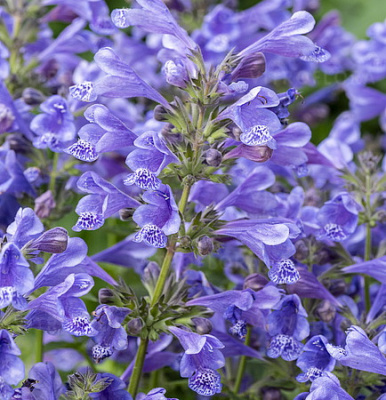 Nepeta Blue Planet_1