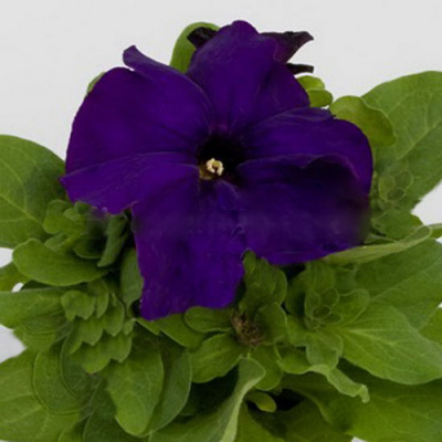 Espresso Grande Blue