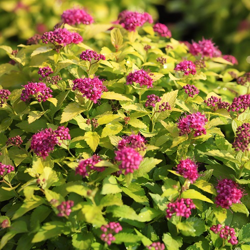 Spiraea japonica Candlelight