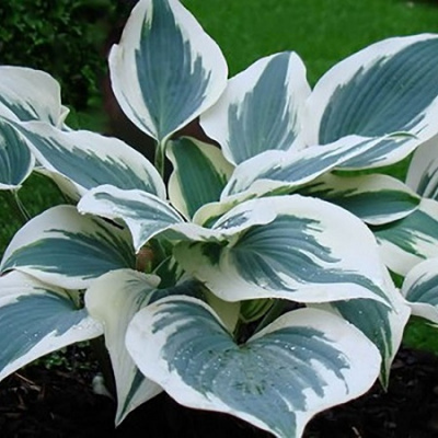 Hosta Great Escape
