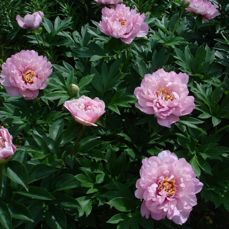 Paeonia First Arrival
