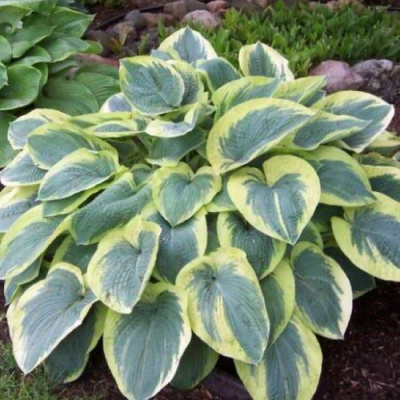Hosta American Halo_2