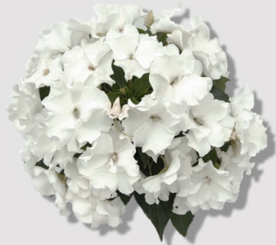 Rokoko Blanca