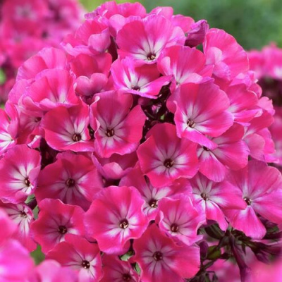 Phlox Alexandra