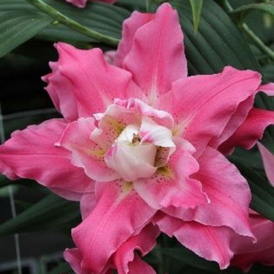 Lilium Dreamline