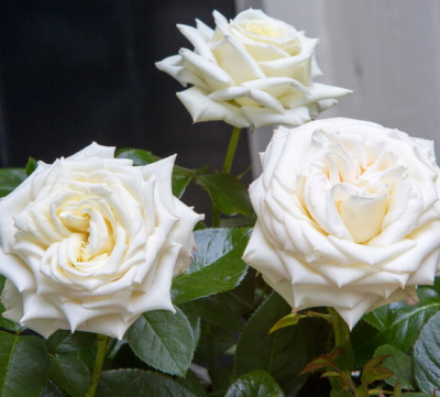 Rosa Isle of White