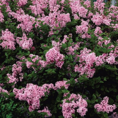 Syringa Pink Perfume