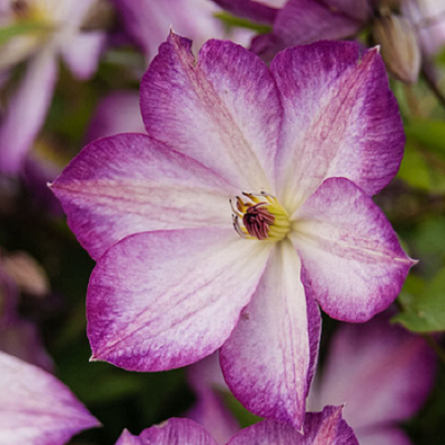 Clematis Pernille