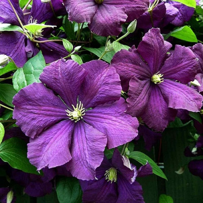 Clematis Etoile Violette
