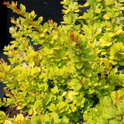Berberis  Sunsation
