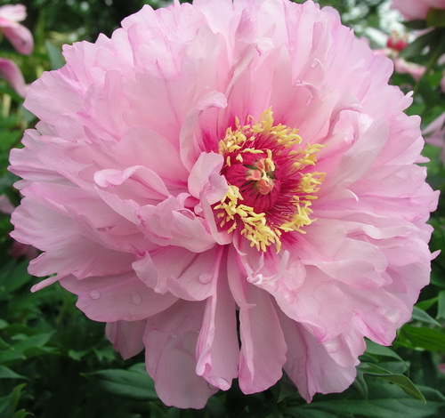 Paeonia First Arrival_4