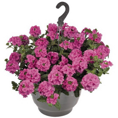 Verbena Empress Sun Pink