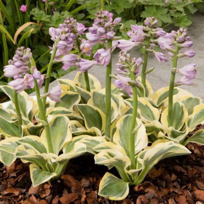 Hosta Mighty Mouse1