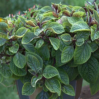 Плектрантус краснеющий (Plectranthus)
