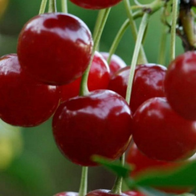 Вишня Севастьяновская