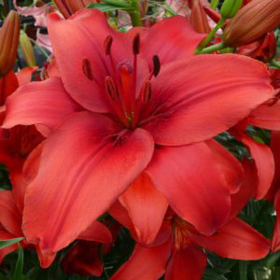 Lilium Red Highland