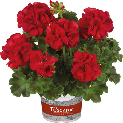 Pelargonium zonale Toscana Trend Sophie Dark Red