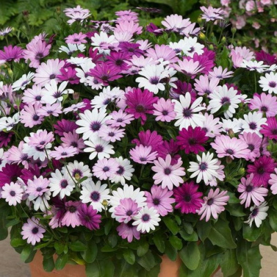 Osteospermum Akila Mix