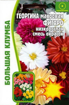 Георгина Фигаро Смесь махровая