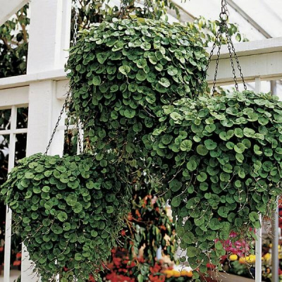 Dichondra Emerald Falls
